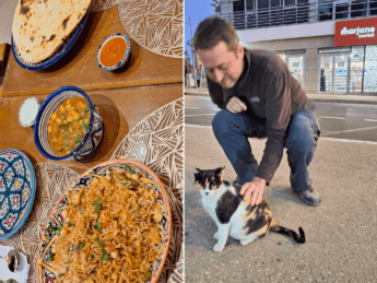 Agadir stay EpiCurry Indian food and Marjane supermarket pregnant calico street cat