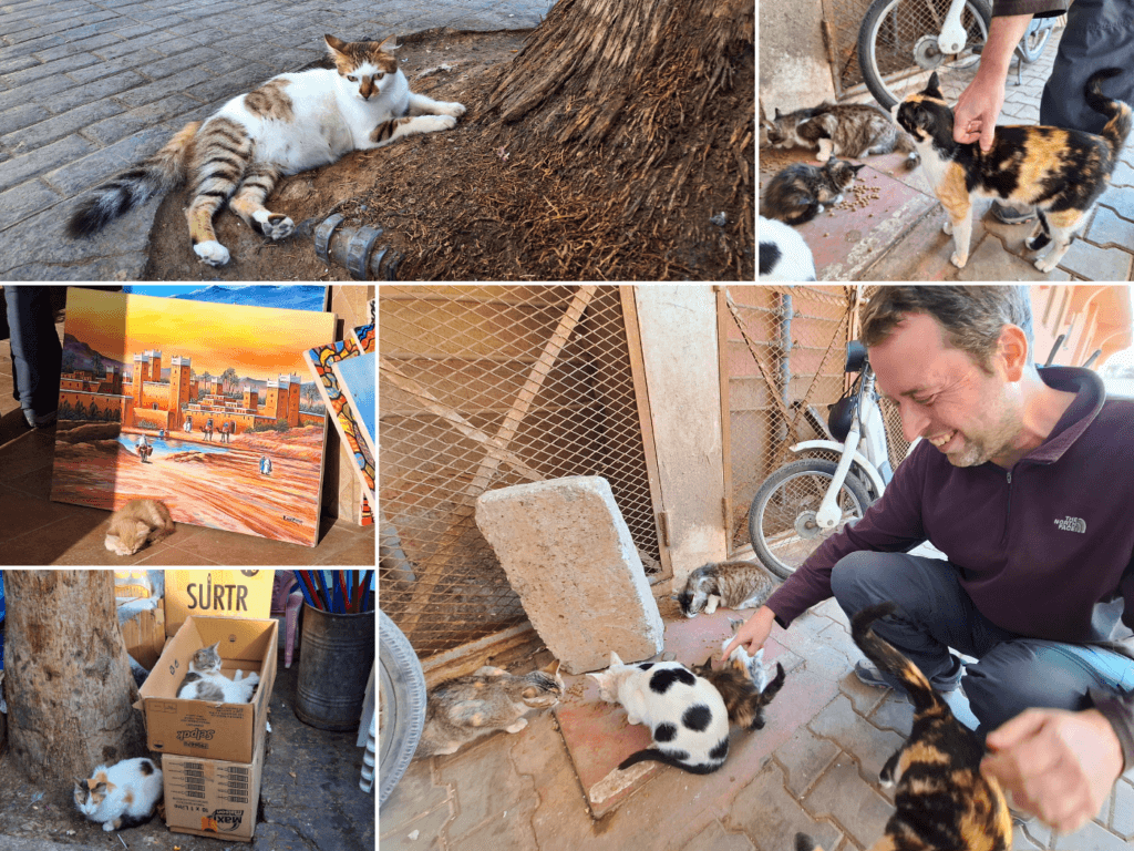 Souq el Had Agadir friendly street cats and kittens market animal aid Morocco