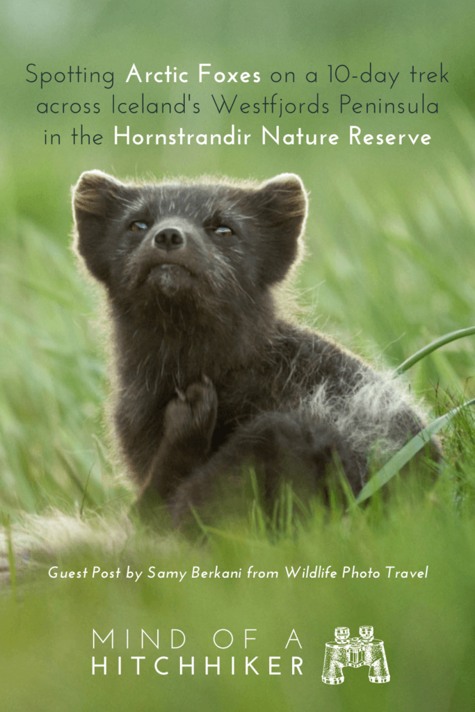 Iceland wildlife arctic fox photograpny nature Samy Berkani guest psot