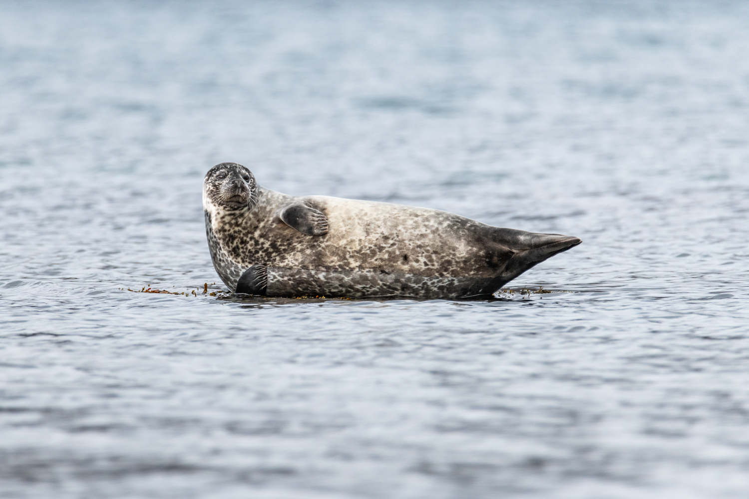 Common seal in Hornstrandir