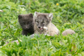 Arctic fox cubs