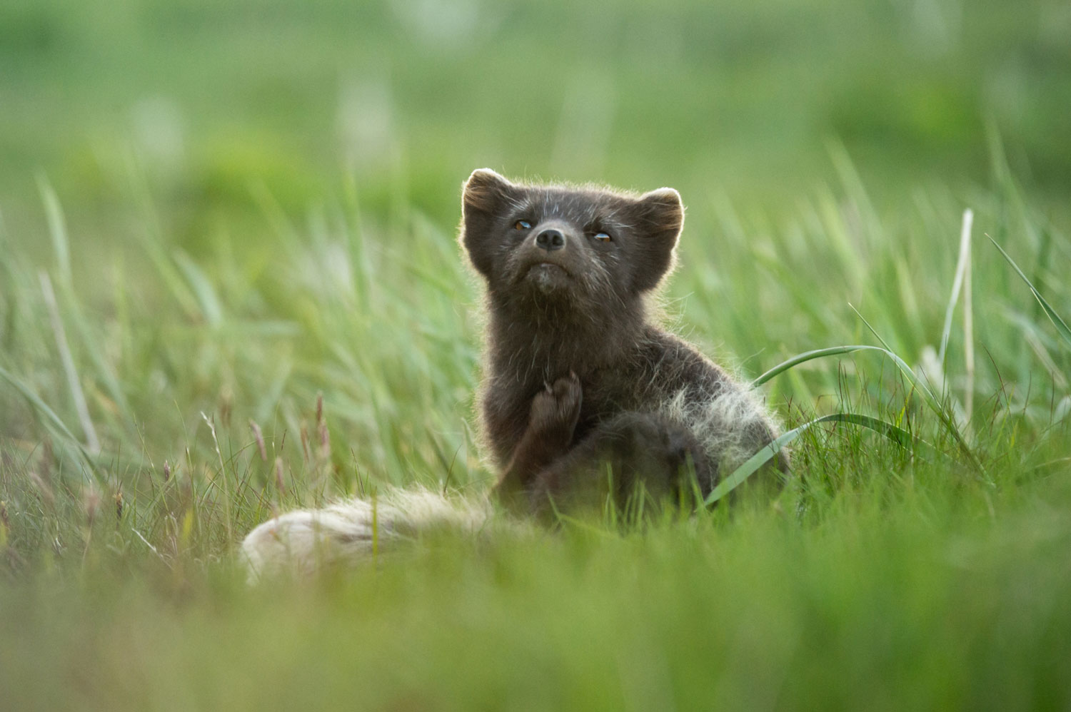 Brown arctic fox in Iceland