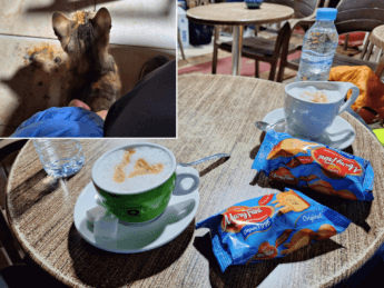 Dakhla Supratours office bus station café cat kitten coffee bus to Nouadhibou Guerguerat