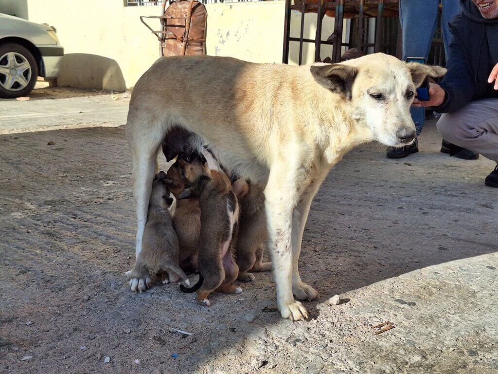 puppies mother dog milk drinking nursing El Argoub Western Sahara sad break pause breakfast