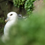 Northern fulmar in Hornstrandir nature reserve