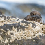 Purple sandpiper in Hornstrandir nature reserve