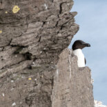 Razorbill in Latrabjarg