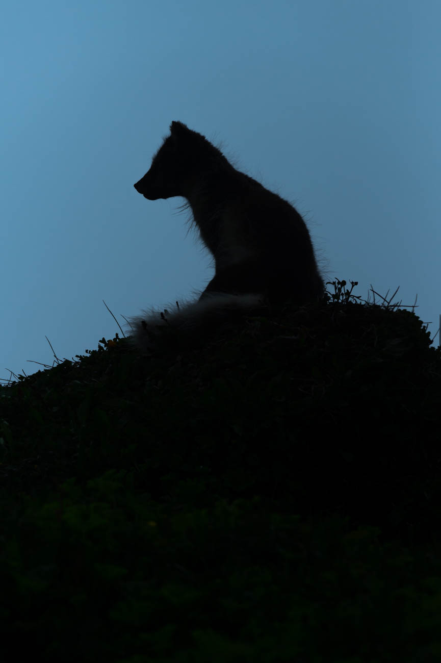 Arctic fox in Hornstrandire nature reserve