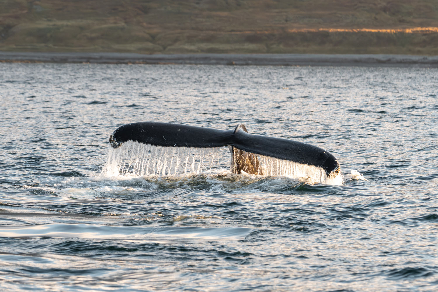 Humpback whale in Iceland