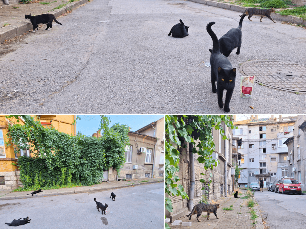 Saturday 29 June street cats animal feeding rescue TNR program volunteers in Ruse Bulgaria