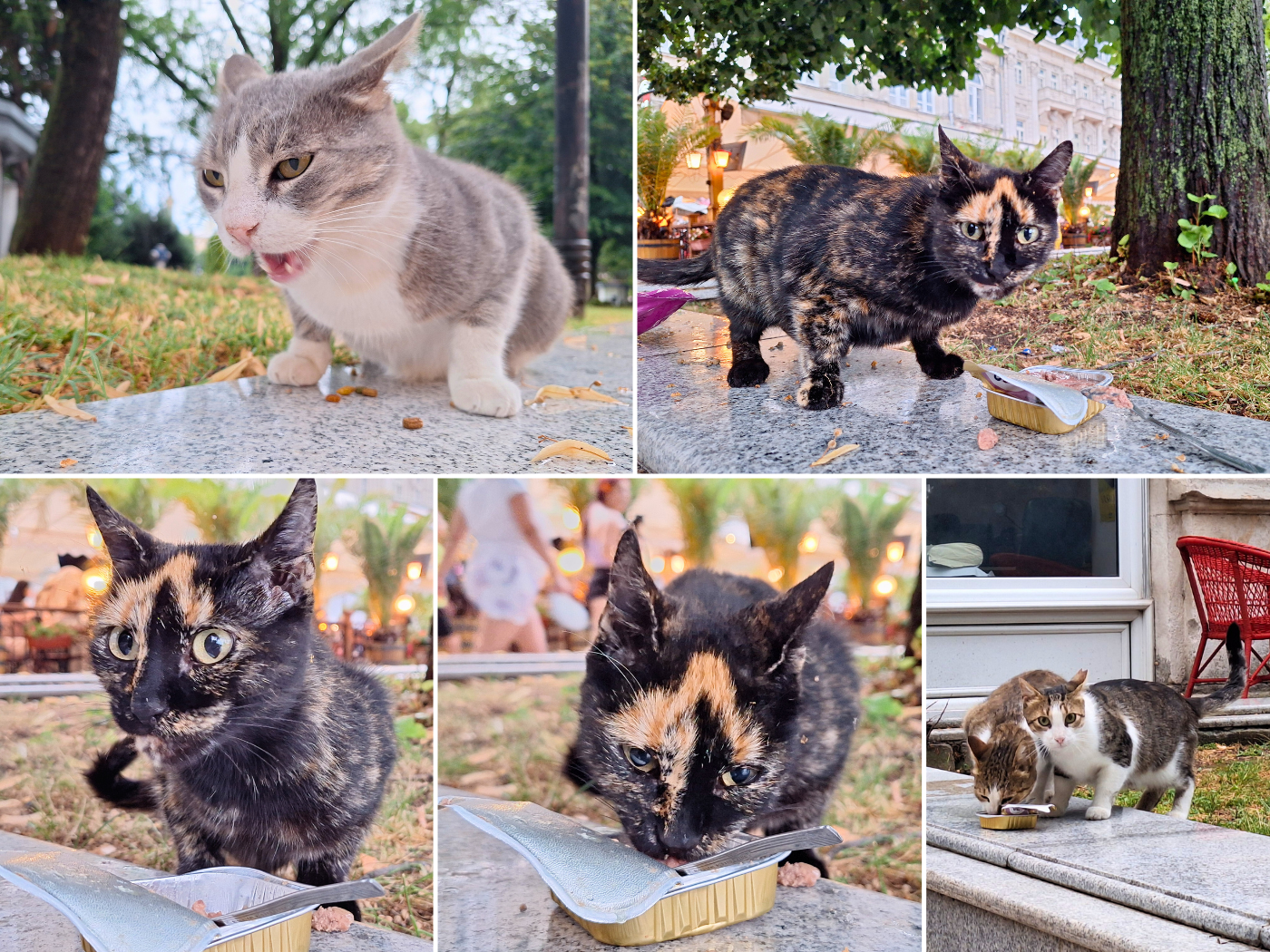Tuesday 2 July 2024 street cats city center downtown strays feeding wet food
