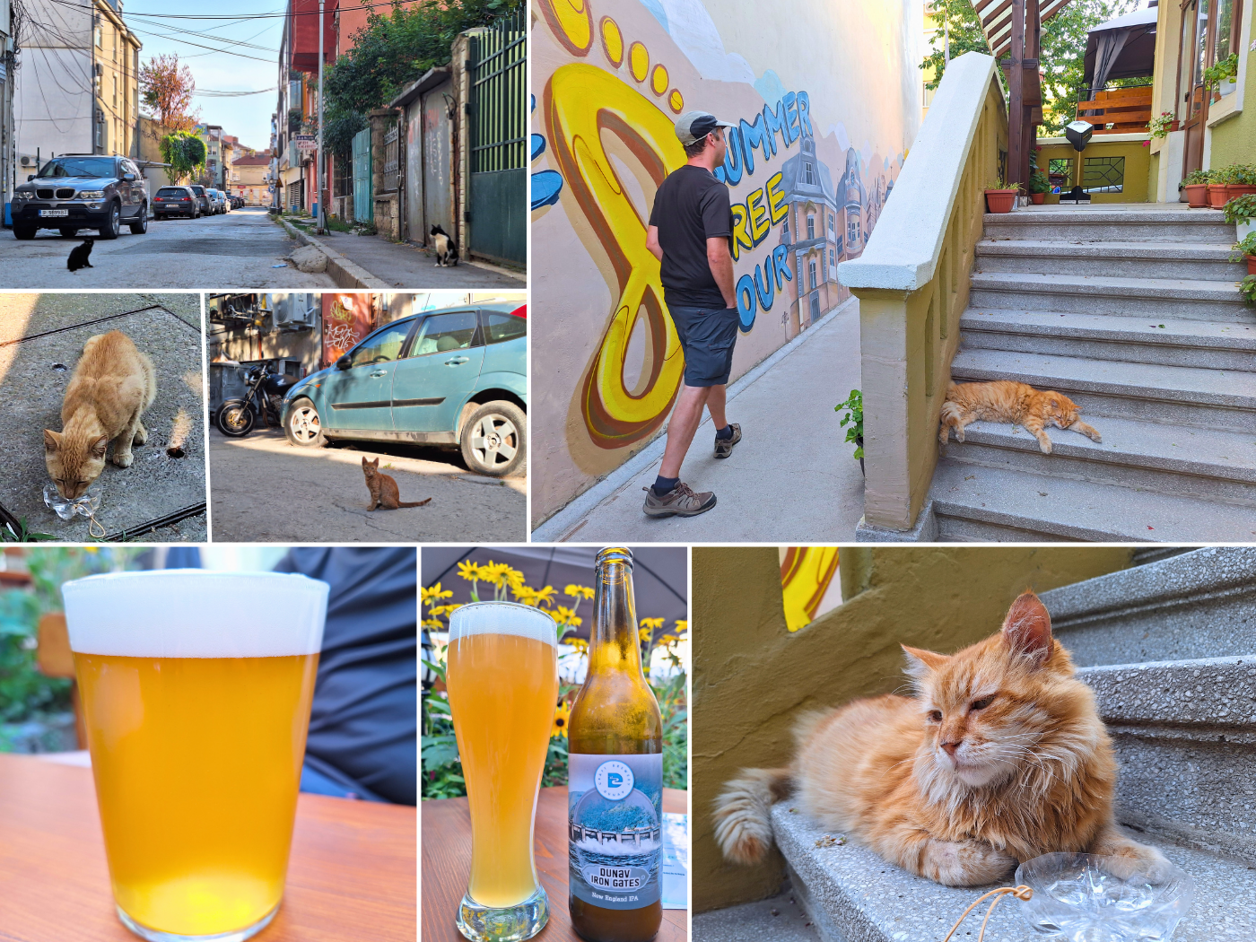 Saturday 29 June Biraria Tanga craft beer in Ruse Bulgaria orange cat street cats strays