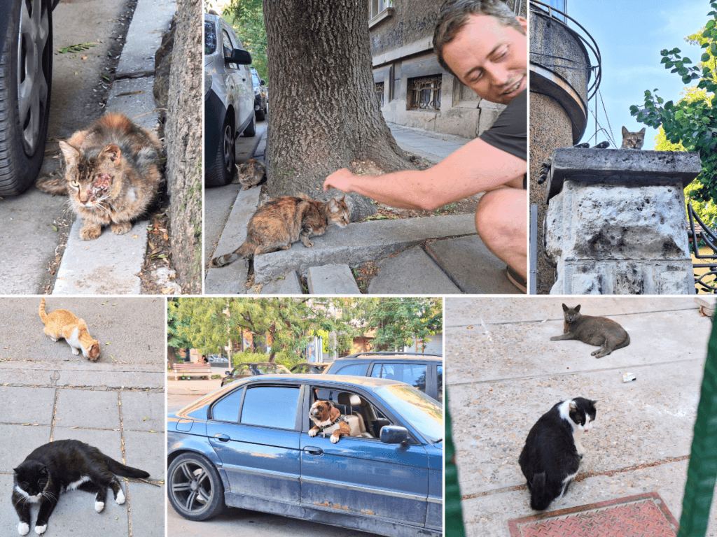 Saturday 29 June very injured cat Ruse Bulgaria missing eyeball dog in car heat wave street cats stray animals pets