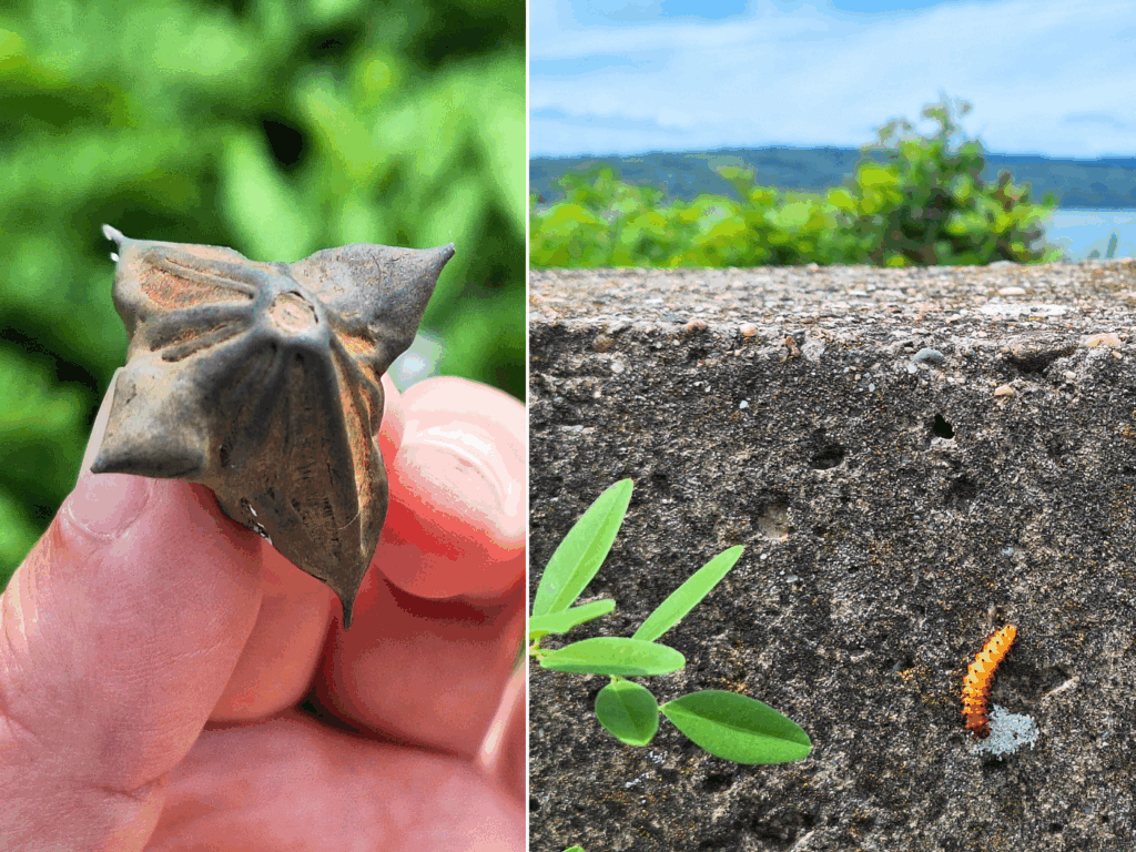 spikey stabby nuts seeds floating Danube river hazard for inflatable boats and cool bug caterpillar Iron Gate II dam waterchestnut