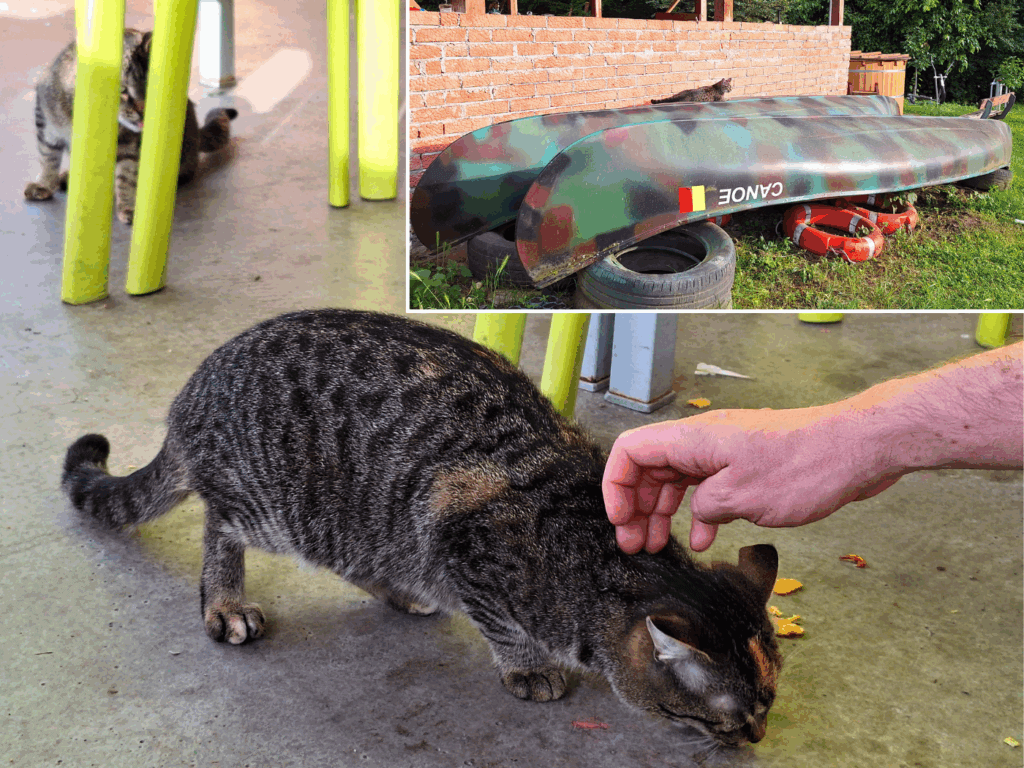 tabby cats at Comoara Istrului touristic complex canoe rental Gogosu branch Danube