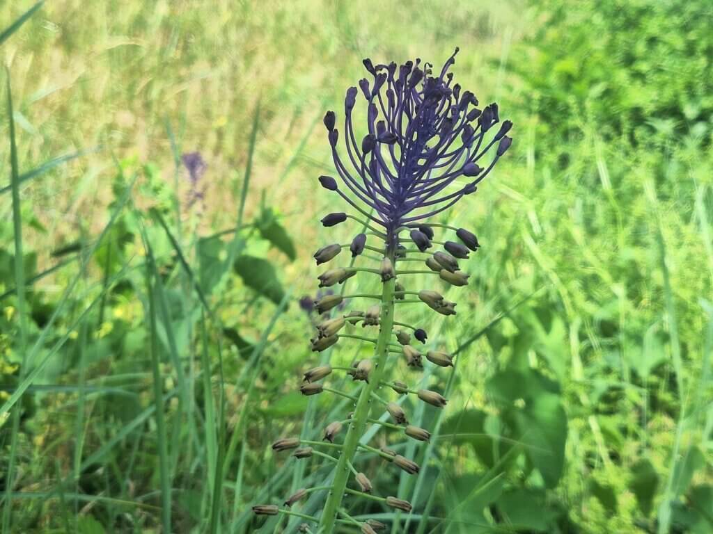 Tassel Hyacint Leopoldia comosa Muscari comosum plant Danube riverbank Vrancea Romania plants