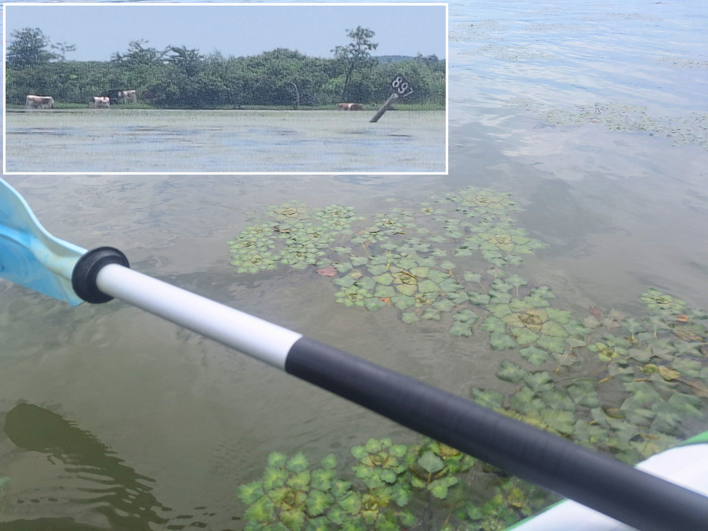 trapa natans water chestnut caltrop plants in Danube River near Crivina Romania and drunken 899 kilometer sign