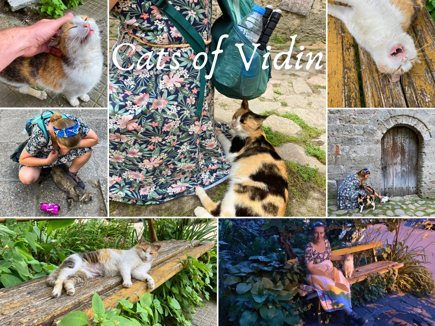 Cats of Vidin collage Bulgaria