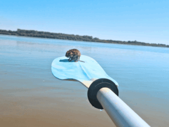 Kayak Trip Day 71: Lom to Oryahovo – of Mouse and Man