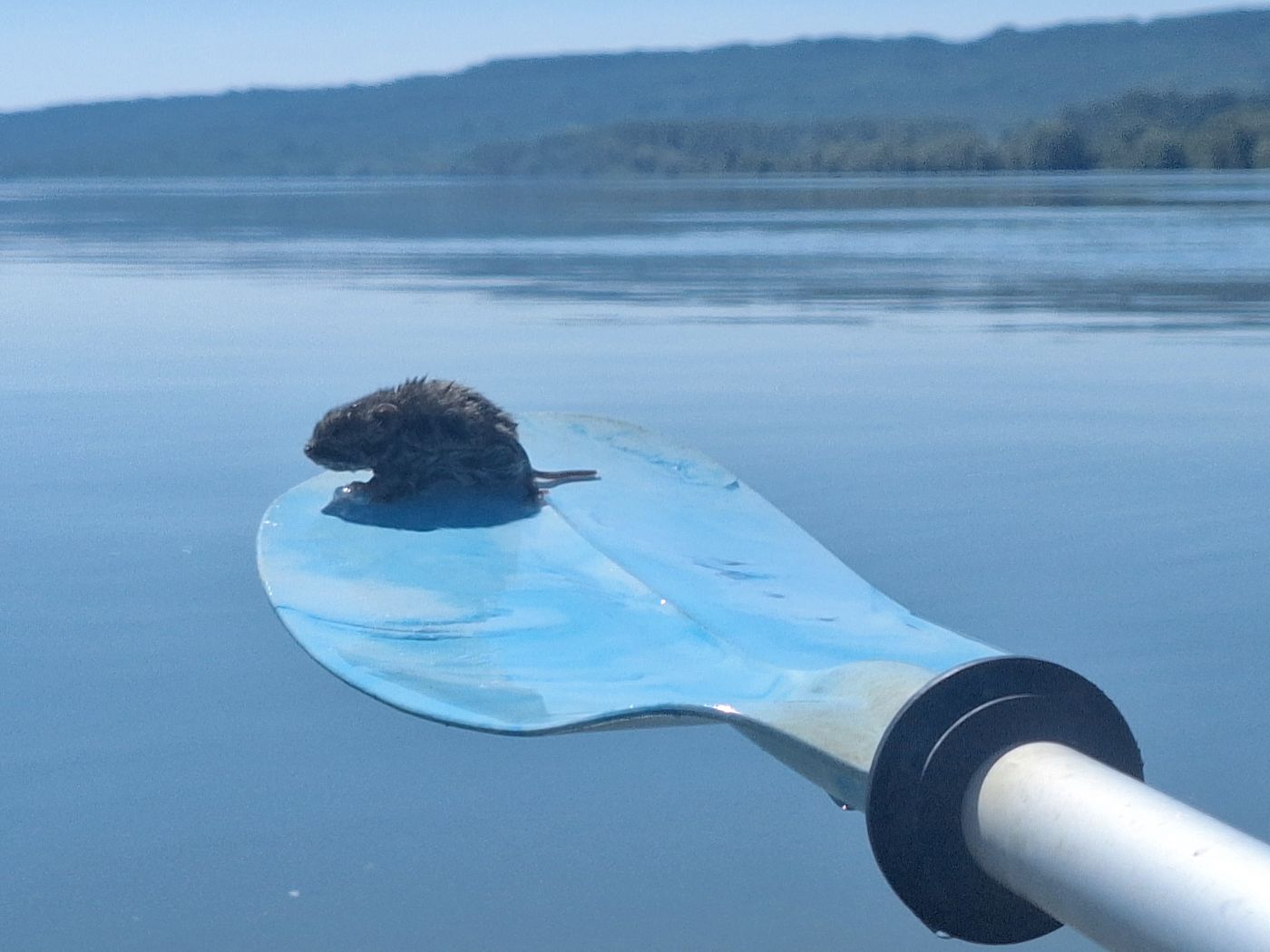 rescued mouse from drowning Danube river vole near Dolni Tsibar Bulgaria paddle kayak cute