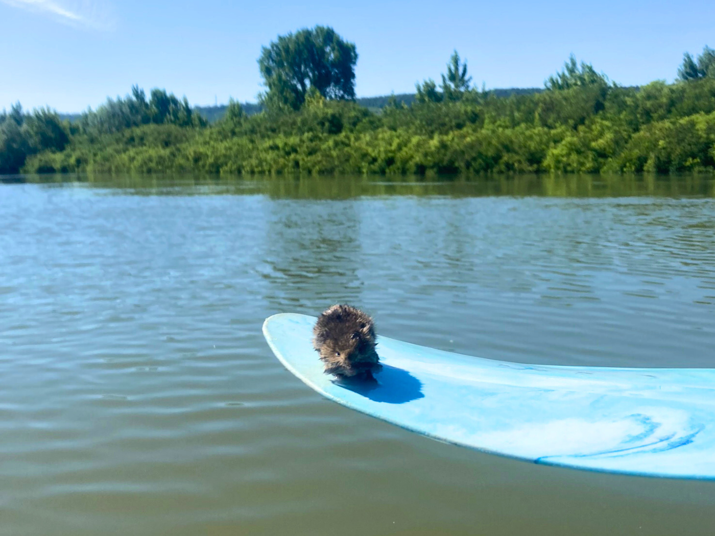 cute little mouse rescued from drowning Danube River Bulgaria Romania paddle bring to shore embankment kayak rescue