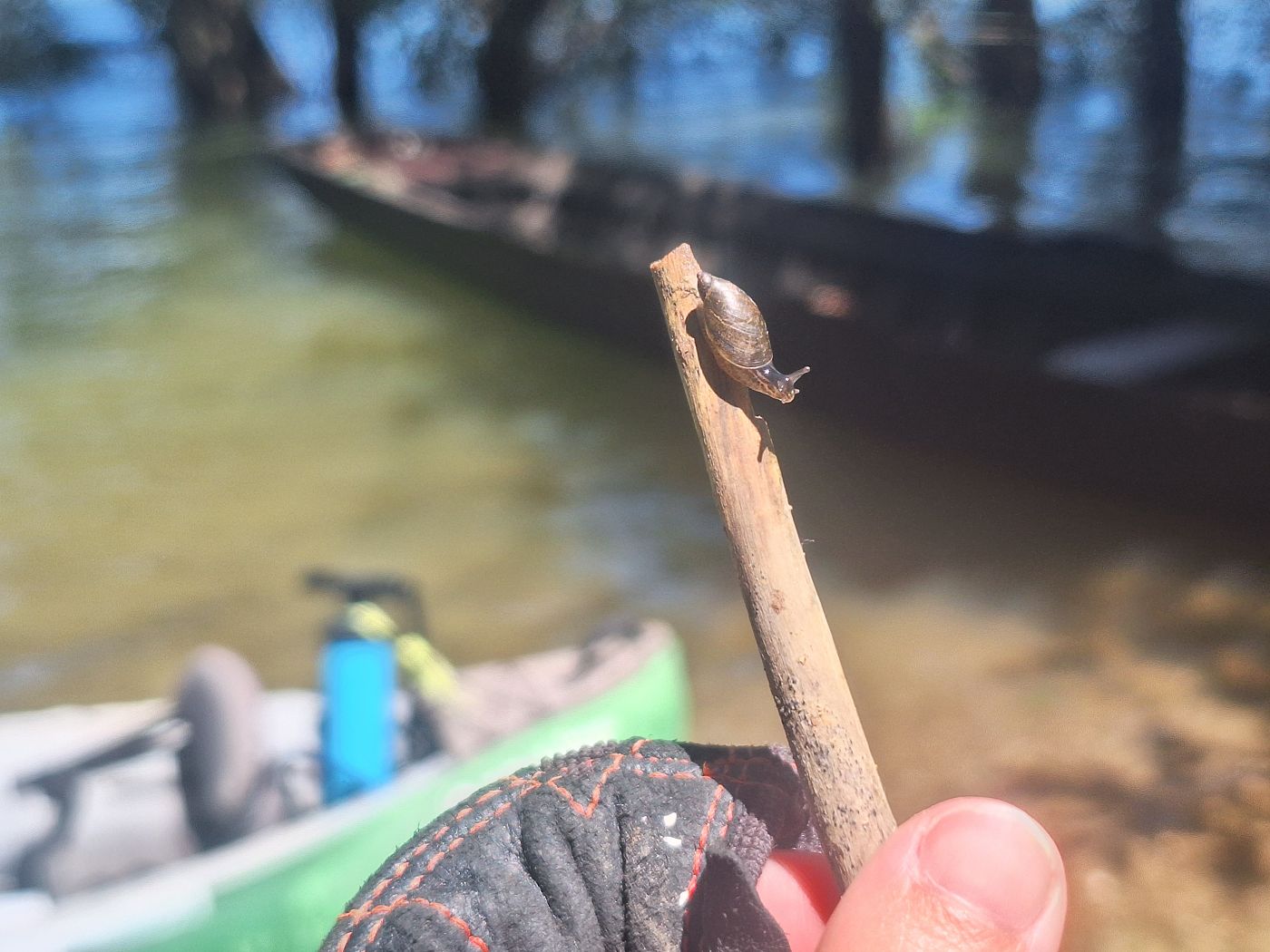stowaway snail hitchhiker Danube River Zucchini the inflatable kayak release animals nature break Bulgaria