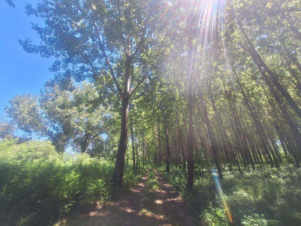 forest road in Bulgaria Danube River sunshine kayaking landing spot break