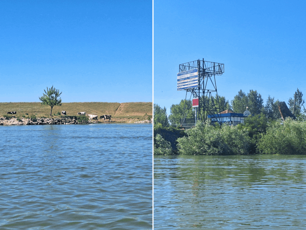 swimming cows Bulgaria Danube River Dolni Tsibar quay