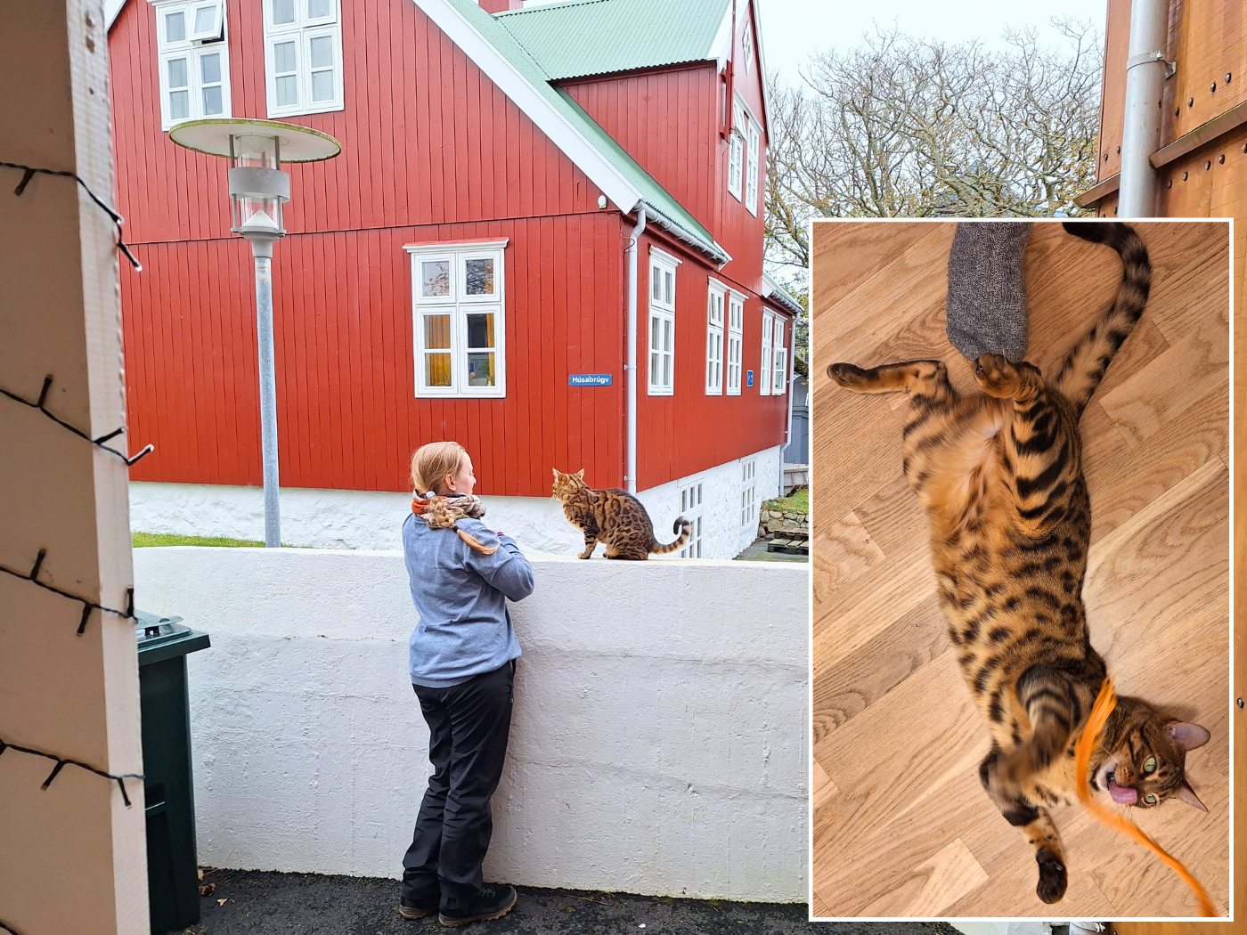 Bengirl Bengurl Bengal cat Tórshavn Faroe Islands accommodation cats kitten playful street outside inside travel