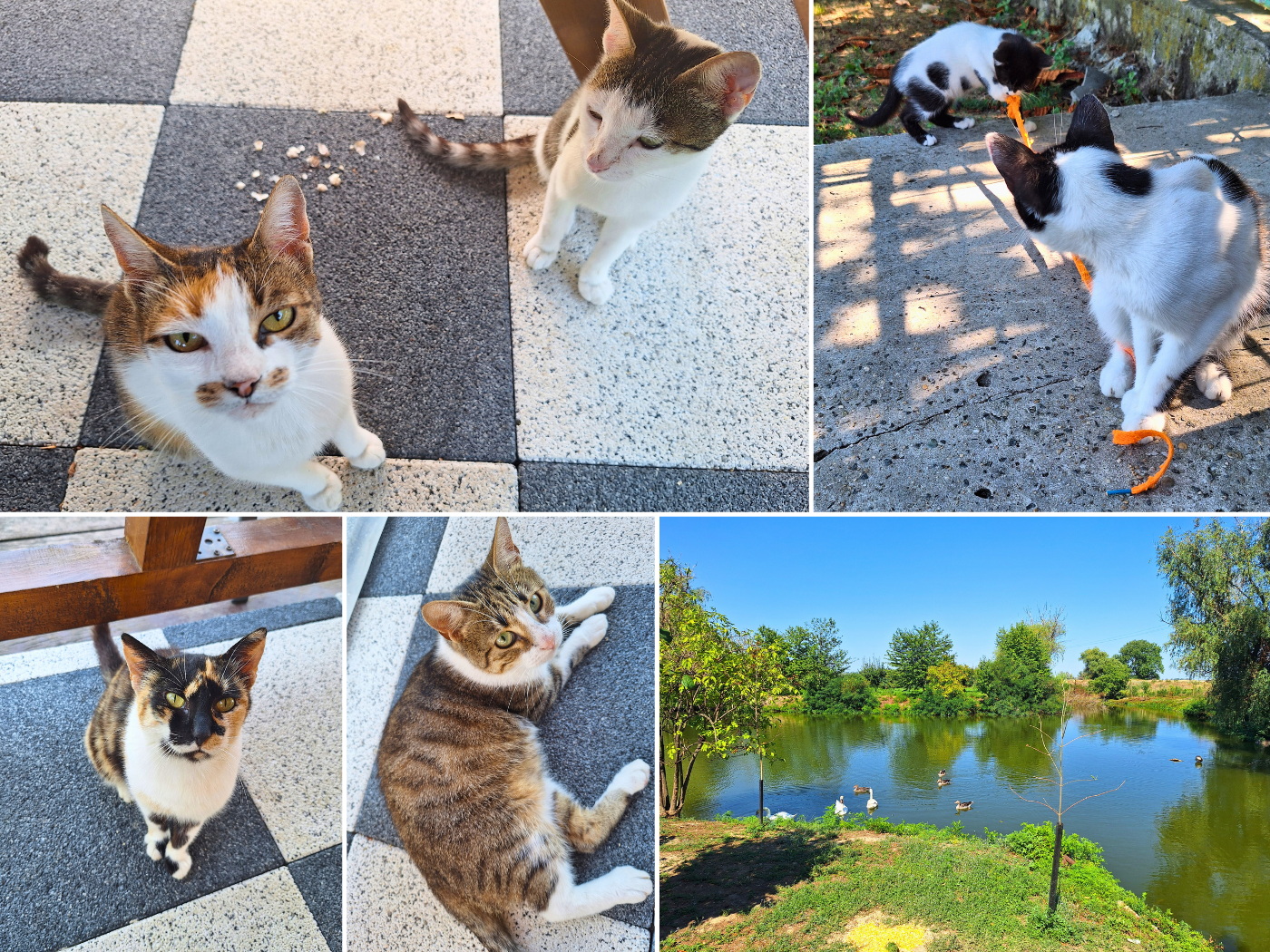 off day Pensiune Isaccea Souvenir guesthouse stray cats sweet pond breakfast Danube River Romania