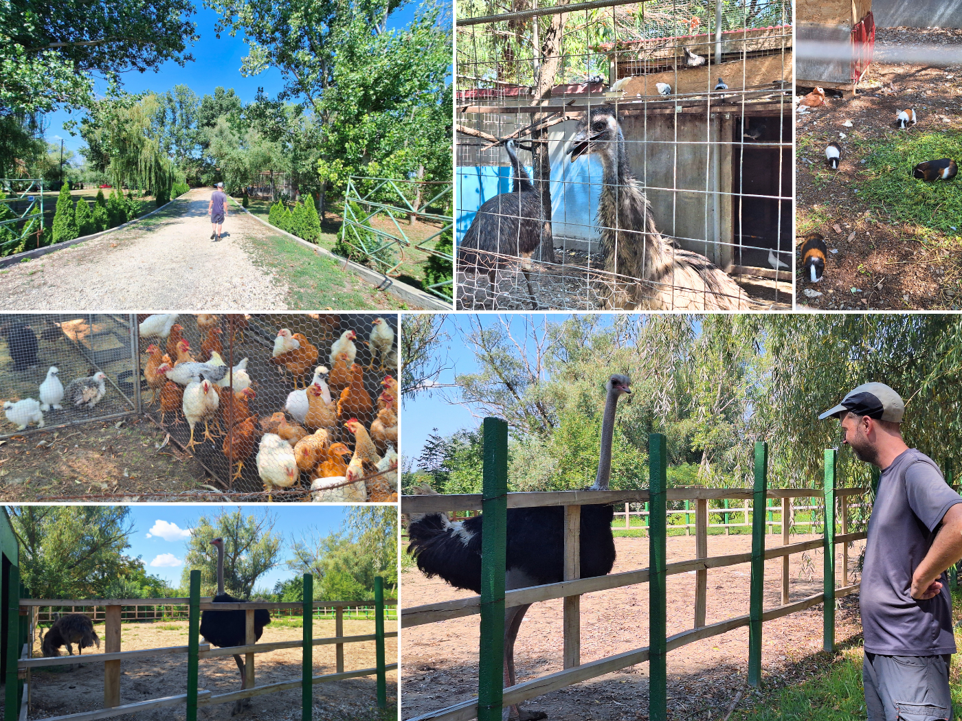 Pensiune Isaccea Souvenir rescue animals emu ostrich guinea pig bunny rabbit chickens fam animal Romania Danube River