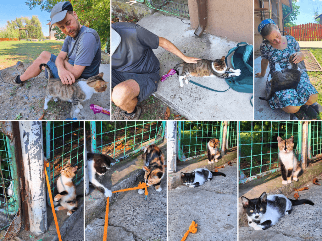 sweet cats of Pensiune Isaccea Souvenir playtime kittens Romania Danube River feline friends