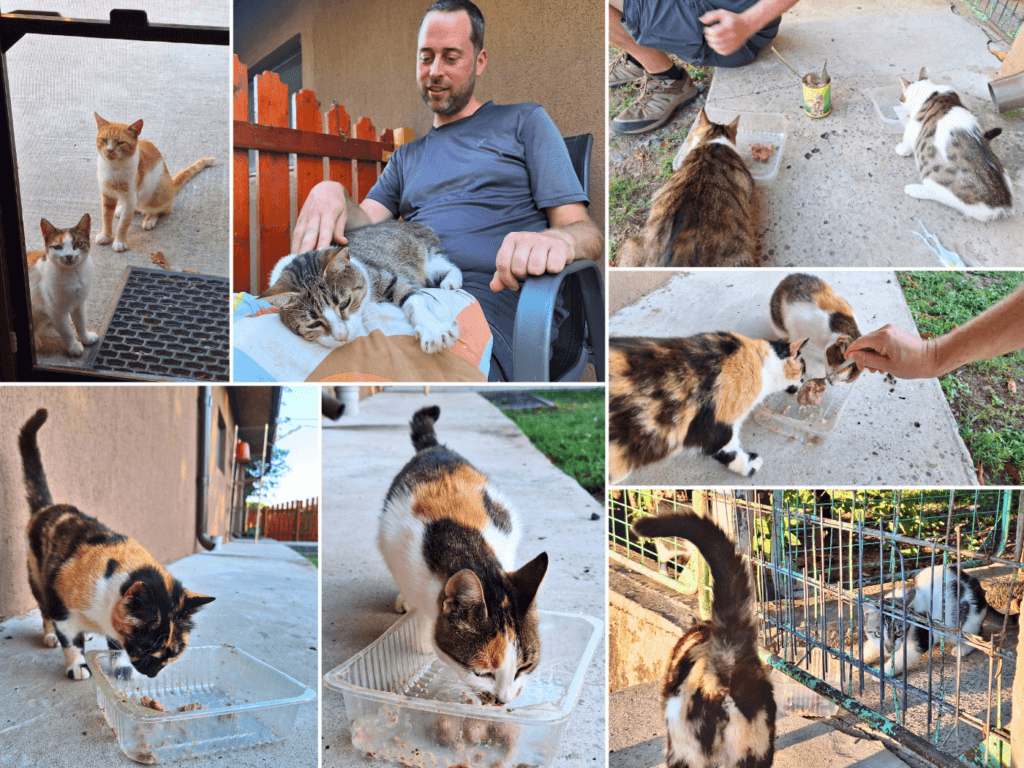 feline friends Pensiune Isaccea Souvenir lap cat feeding time Danube river travel Romania good memories