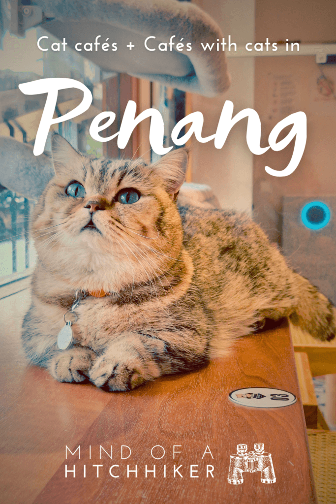 cat cafés in Penang Malaysia Munchkin and the Gang George Town