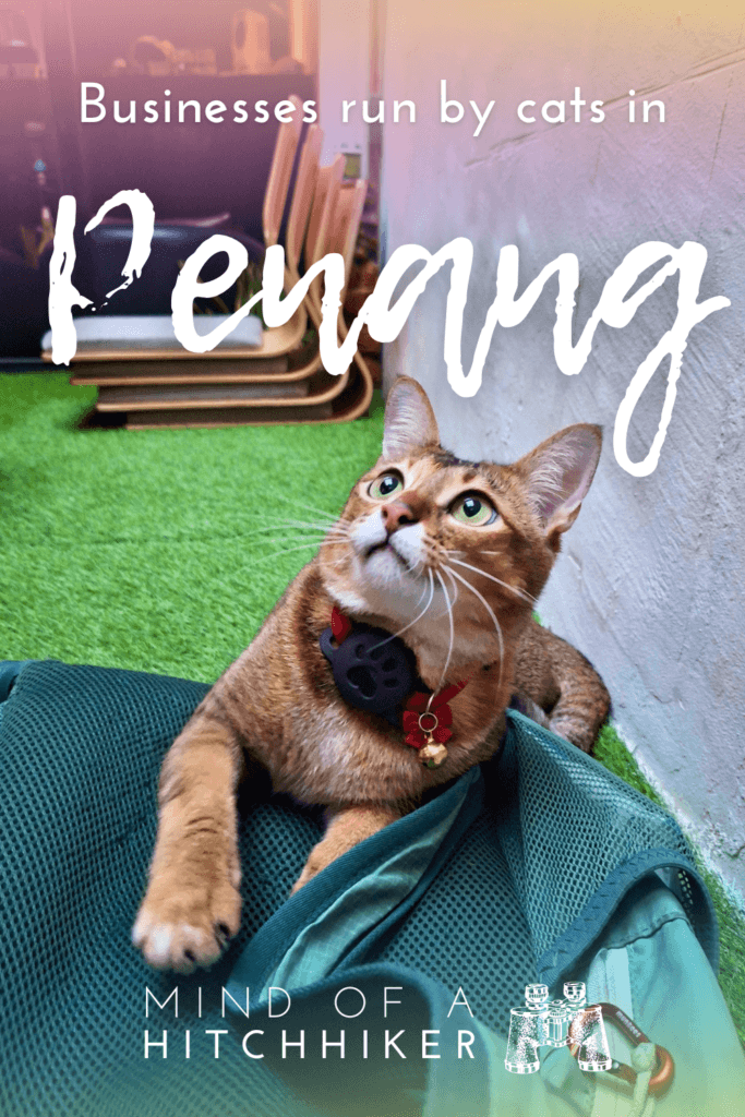 businesses run by cats in Penang Malaysia George Town shisha bar