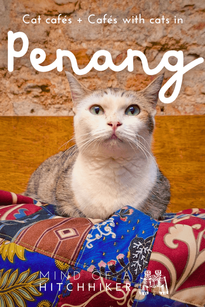 Penang cat cafés Rendez by Meowchii George Town Malaysia