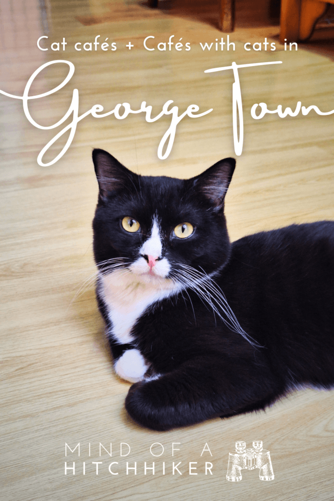 good cat cafés in Malaysia with happy cats