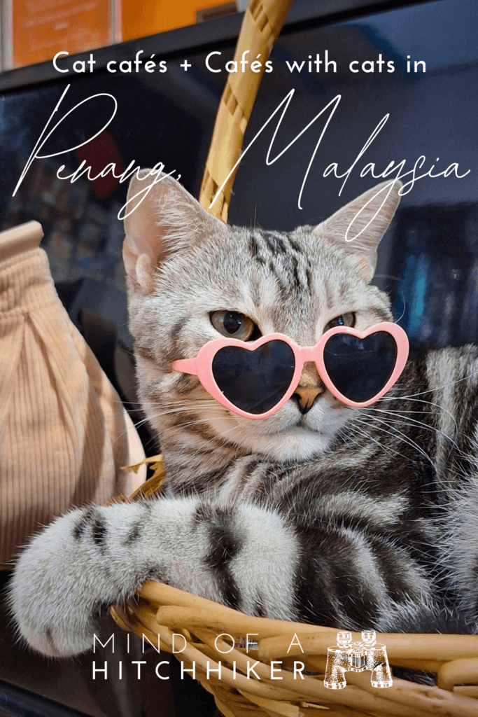 Penang cat cafés in George Town