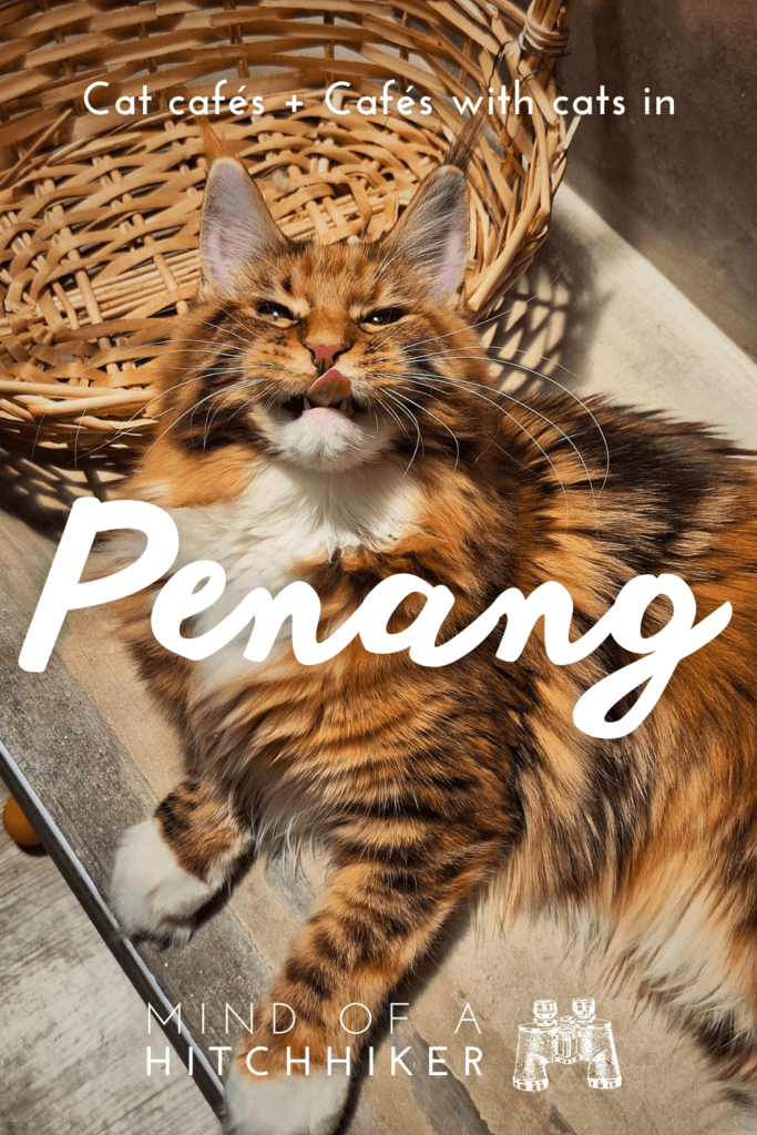 pin happy cats cat café Penang Malaysia how to help street cats strays in Southeast Asia