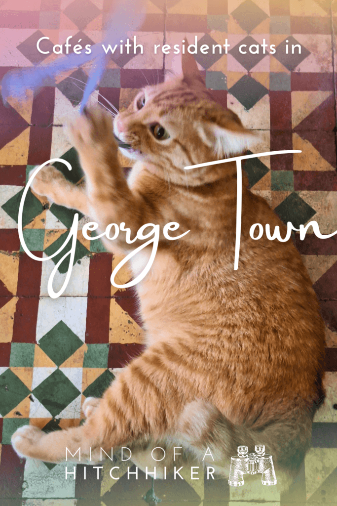 Cafés with rescue cats in Penang Malaysia Dollar cat