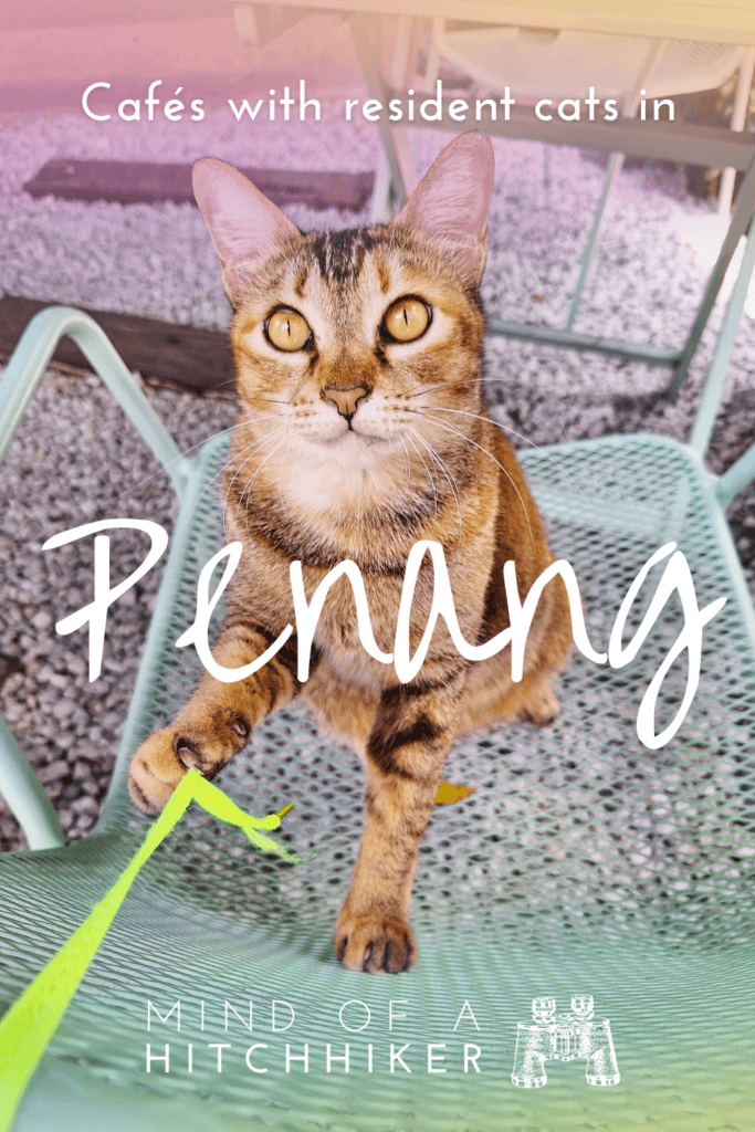 pins cafes with resident cats in Penang Malaysia