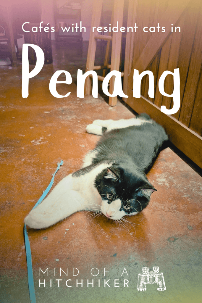 cafés with resident cats in George Town Penang Malaysia rescue shelter cats southeast asia
