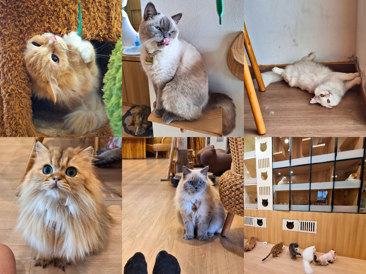 Cat cafés in Penang George Town IZAWA purebred cats playtime cat tree friendly