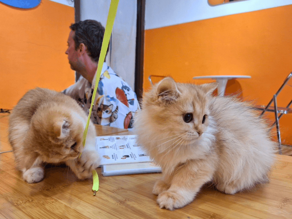 Cats of Penang Weekly meetup Sunday Catonomy kittens playtime cat café catsoterra trap neuter return volunteering animal welfare organization George Town Malaysia