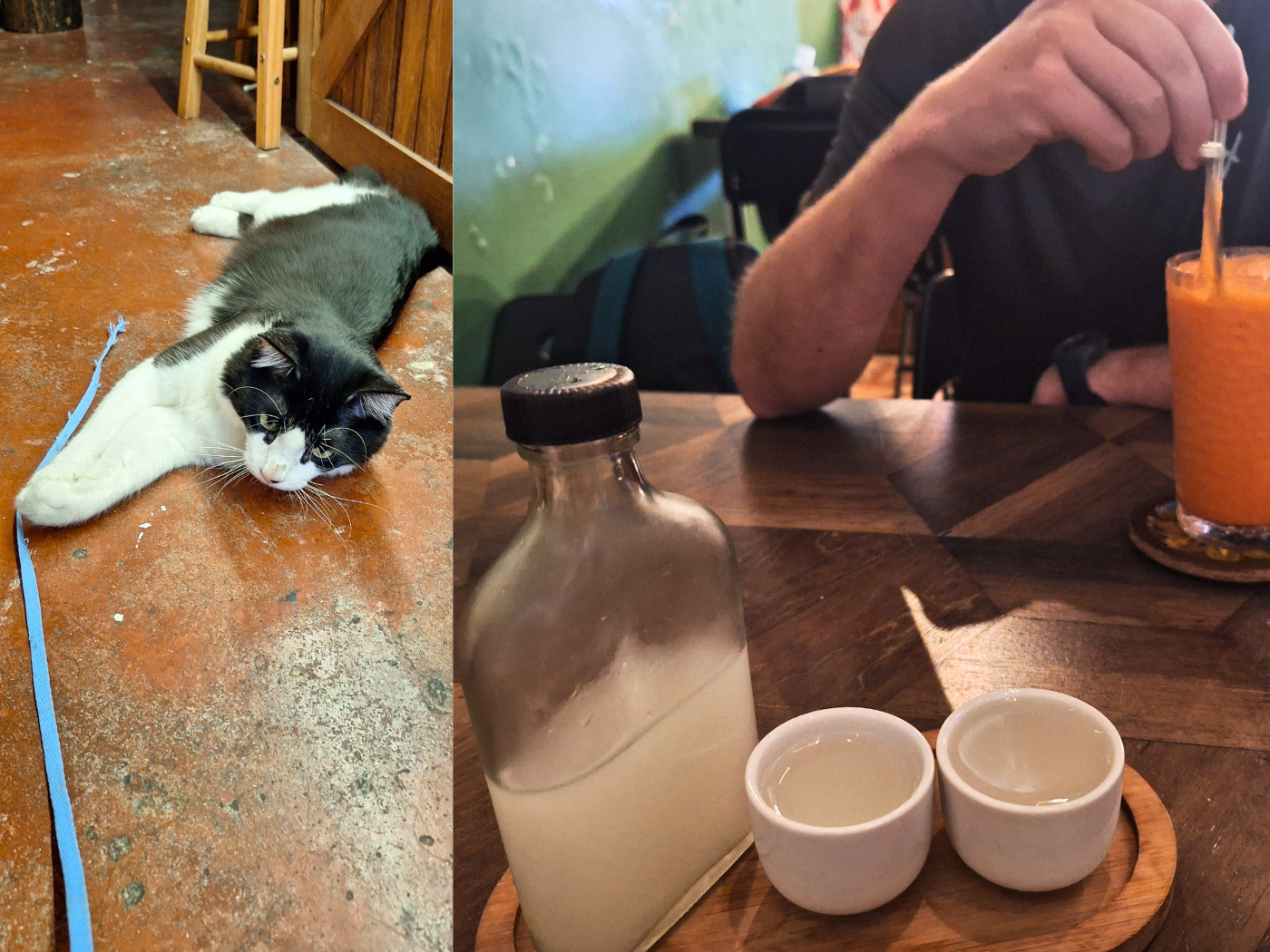 Dreamer Haven Art Café George Town Penang Malaysia rescue cats Buttercup coconut toddy carrot juice beverage cat playtime