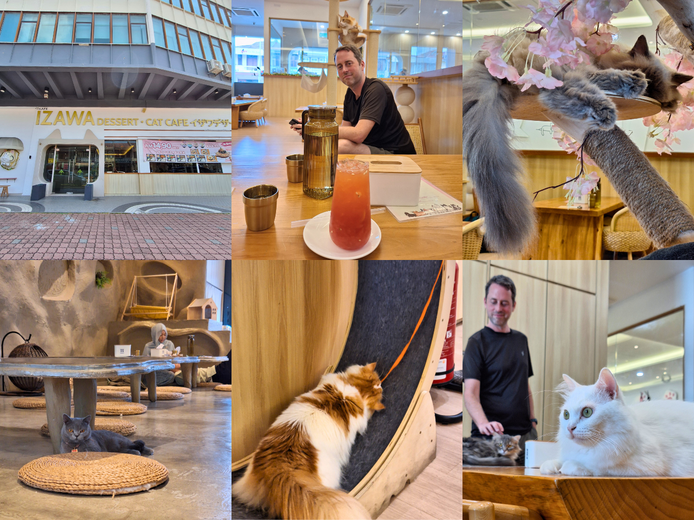 IZAWA Penang Cat Cafés desserts drinks food beverage purebred cats cat tree playtime feline Malaysia George Town