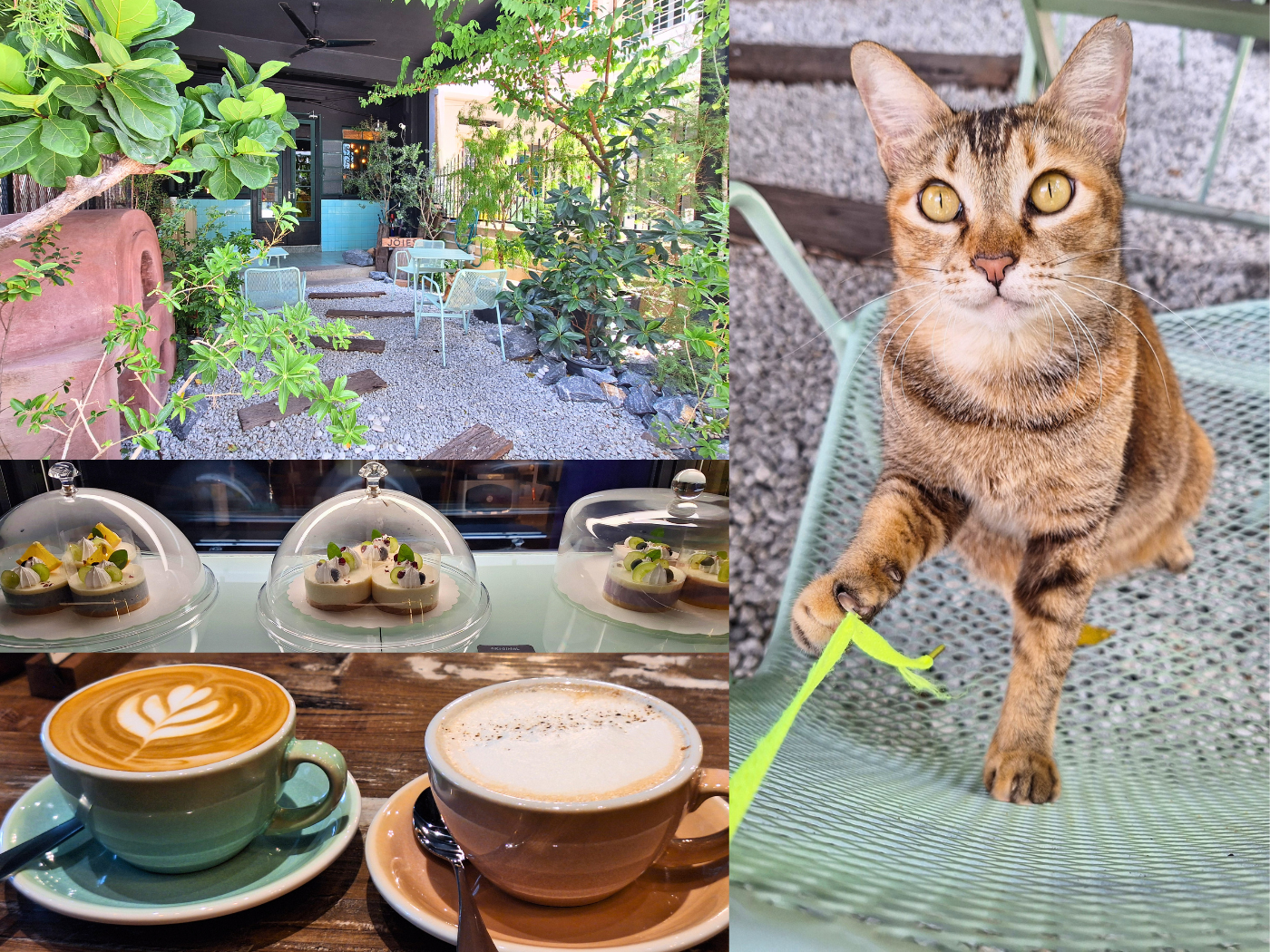 Jöies Joies Sourdough Bakery Cafe with a cat named Miao Miao former stray adopted George Town Penang Malaysia coffee ginger latte tofu cheesecake