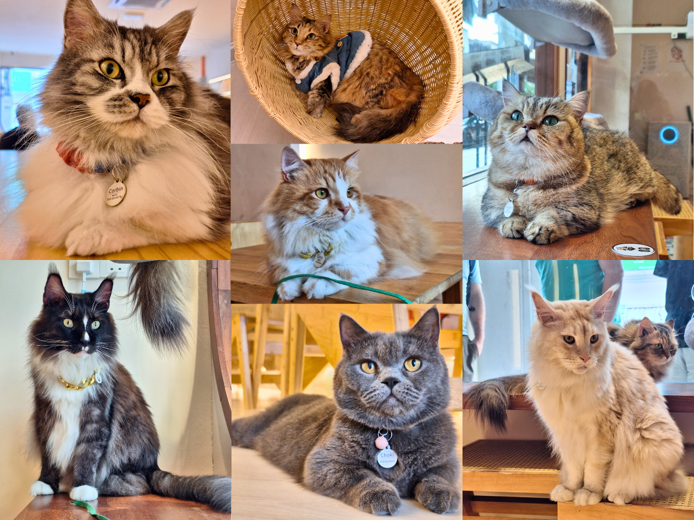Munchkin and the Gang Penang Cat Cafés Munchkins and Maine Coons George Town