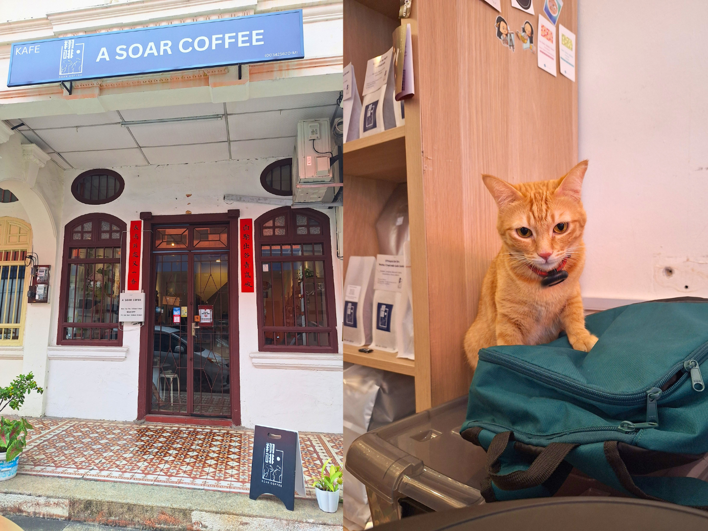Penang Cat Cafes A Soar coffee Dollar the cat