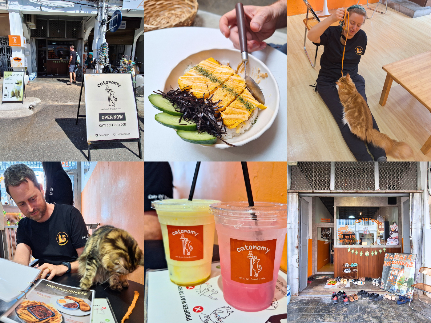 Penang Cat Cafés CATONOMY maine coons forest cats Japanese rice egg bowl fizzy drinks playtime café Malaysia George Town